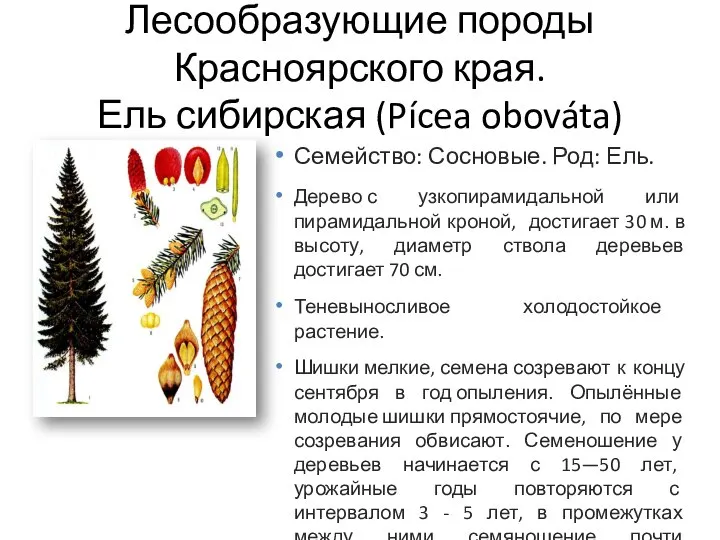 Лесообразующие породы Красноярского края. Ель сибирская (Pícea obováta) Семейство: Сосновые. Род: Ель.