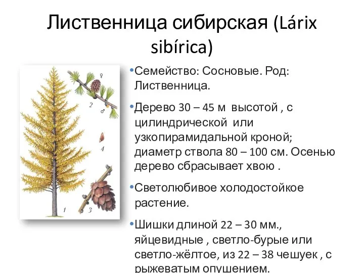 Лиственница сибирская (Lárix sibírica) Семейство: Сосновые. Род: Лиственница. Дерево 30 – 45