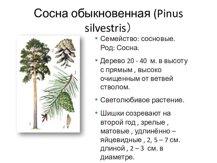 Сосна обыкновенная (Pinus silvestris） Семейство: сосновые. Род: Сосна. Дерево 20 - 40