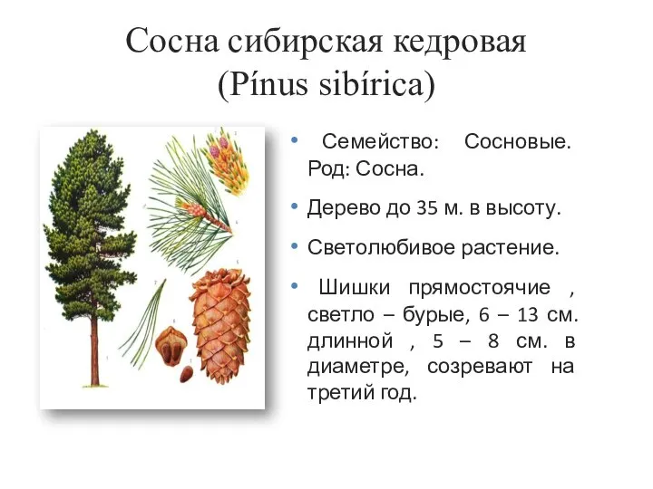 Сосна сибирская кедровая (Pínus sibírica) Семейство: Сосновые. Род: Сосна. Дерево до 35