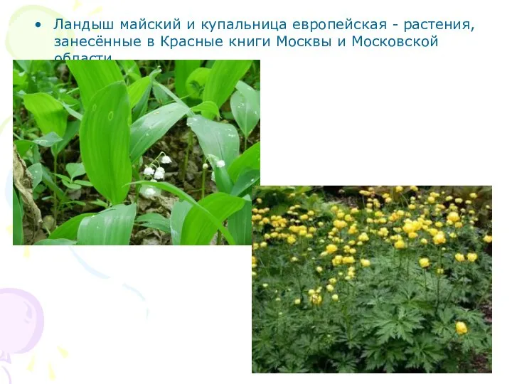 Ландыш майский и купальница европейская - растения, занесённые в Красные книги Москвы и Московской области.