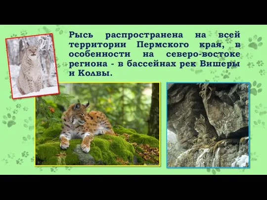 Рысь распространена на всей территории Пермского края, в особенности на северо-востоке региона