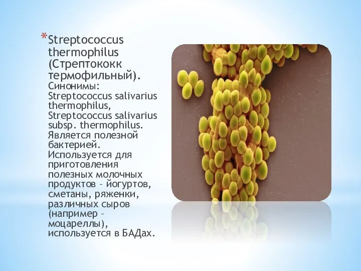 Streptococcus thermophilus (Стрептококк термофильный). Синонимы: Streptococcus salivarius thermophilus, Streptococcus salivarius subsp. thermophilus.