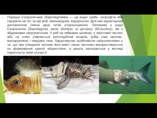 Порядок Сапролегнієві (Saprolegniales) — це водні гриби, сапрофіти або паразити на тілі