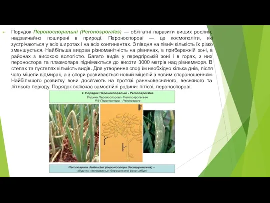 Порядок Пероноспоральні (Peronosporales) — облігатні паразити вищих рослин, надзвичайно поширені в природі.