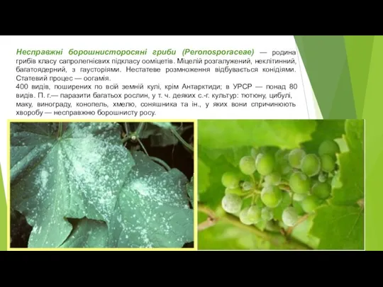 Несправжні борошнисторосяні гриби (Peronosporaceae) — родина грибів класу сапролегнієвих підкласу ооміцетів. Міцелій