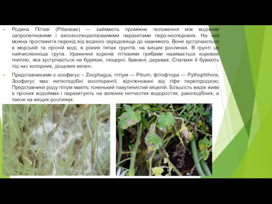 Родина Пітієві (Pitiaceae) — займають проміжне положення між водними сапролегнієвими і високоспеціалізовамими