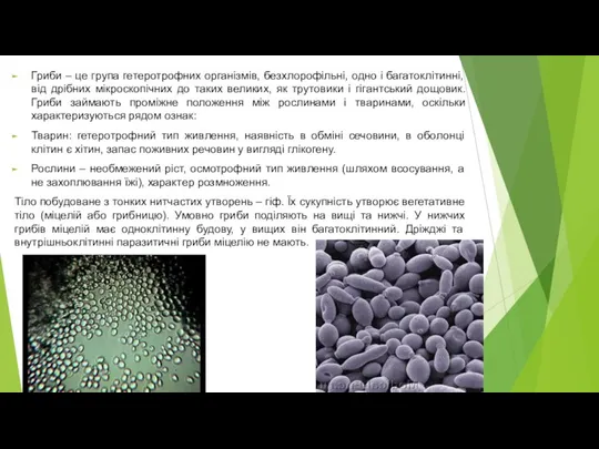 Гриби – це група гетеротрофних організмів, безхлорофільні, одно і багатоклітинні, від дрібних