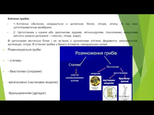 Клітина грибів. 1. Клітинна оболонка складається з целюлози, білків, ліпідів, хітину. А