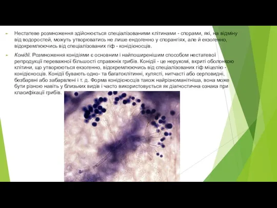 Нестатеве розмноження здійснюється спеціалізованими клітинами - спорами, які, на відміну від водоростей,