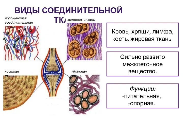 ВИДЫ СОЕДИНИТЕЛЬНОЙ ТКАНИ. волокнистая соединительная ткань хрящевая ткань костная ткань Жировая ткань