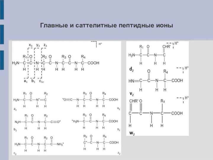 Главные и саттелитные пептидные ионы