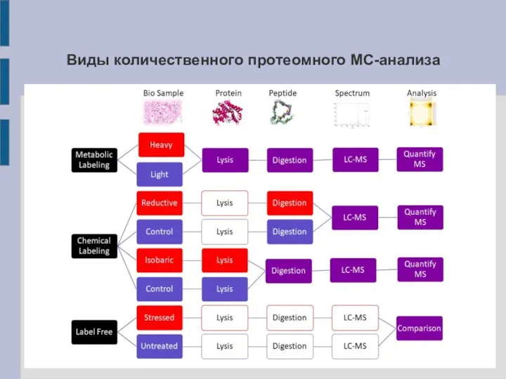 Виды количественного протеомного МС-анализа