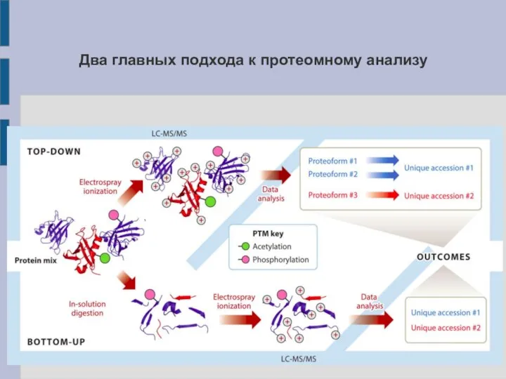 Два главных подхода к протеомному анализу