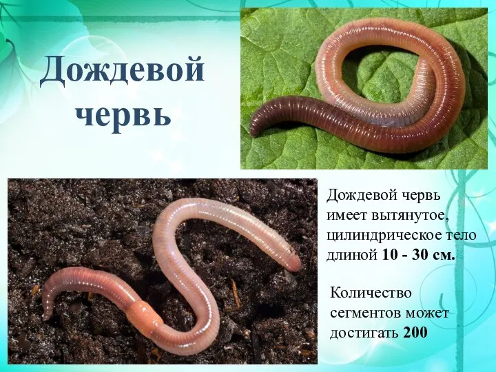 Дождевой червь Дождевой червь имеет вытянутое, цилиндрическое тело длиной 10 - 30