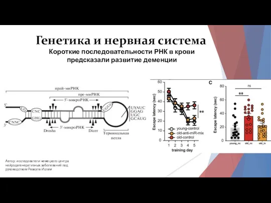 Генетика и нервная система Короткие последовательности РНК в крови предсказали развитие деменции