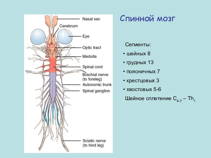 Спинной мозг Сегменты: шейных 8 грудных 13 поясничных 7 крестцовых 3 хвостовых