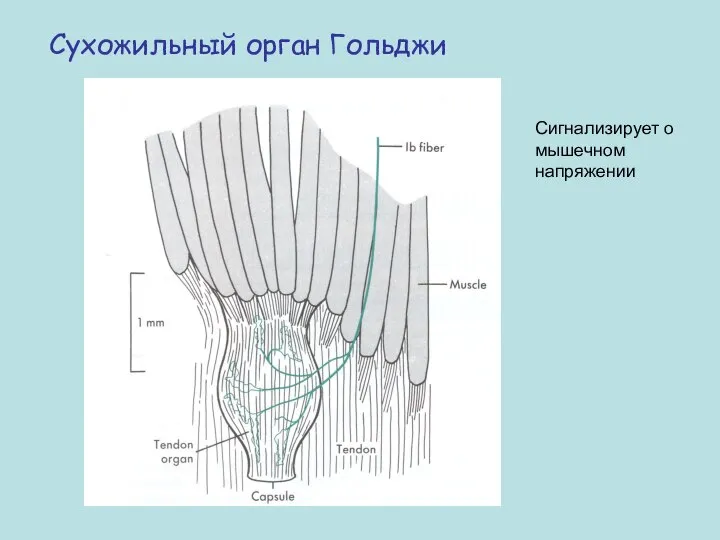 Сухожильный орган Гольджи Сигнализирует о мышечном напряжении