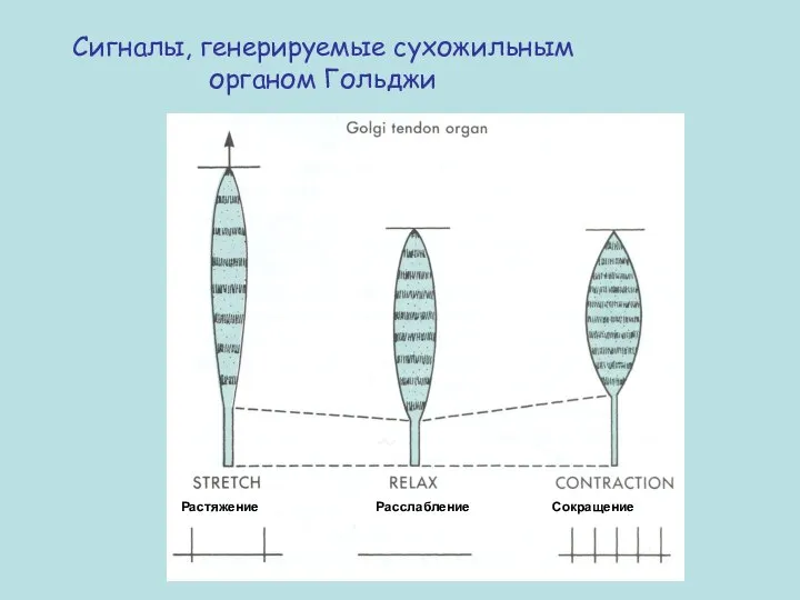 Сигналы, генерируемые сухожильным органом Гольджи Растяжение Расслабление Сокращение