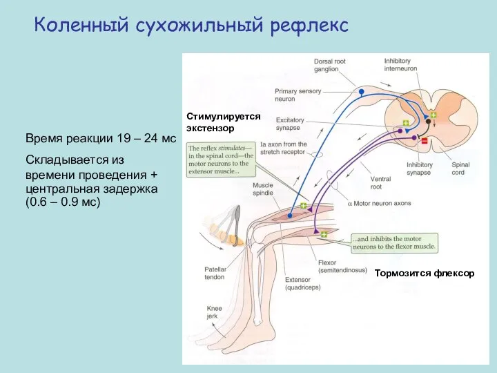 Коленный сухожильный рефлекс Время реакции 19 – 24 мс Складывается из времени