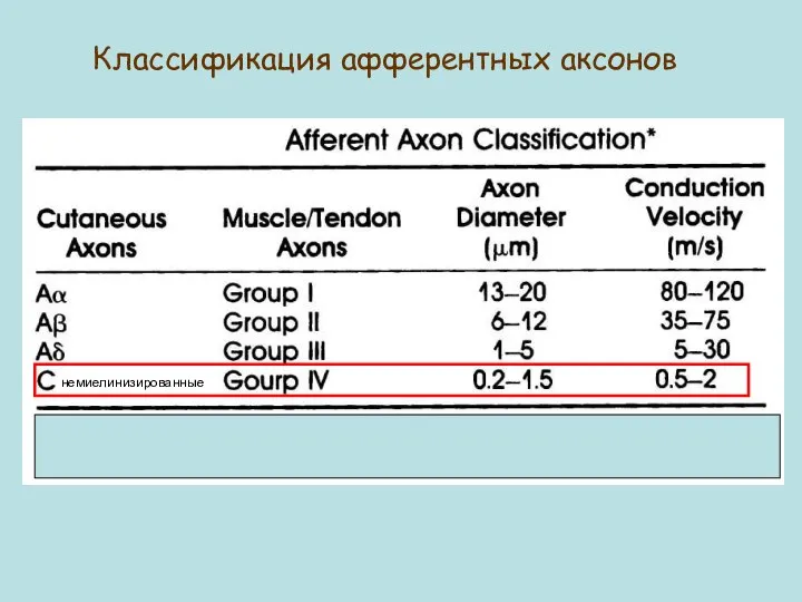 Классификация афферентных аксонов немиелинизированные