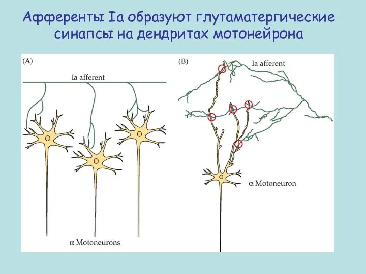 Афференты Ia образуют глутаматергические синапсы на дендритах мотонейрона