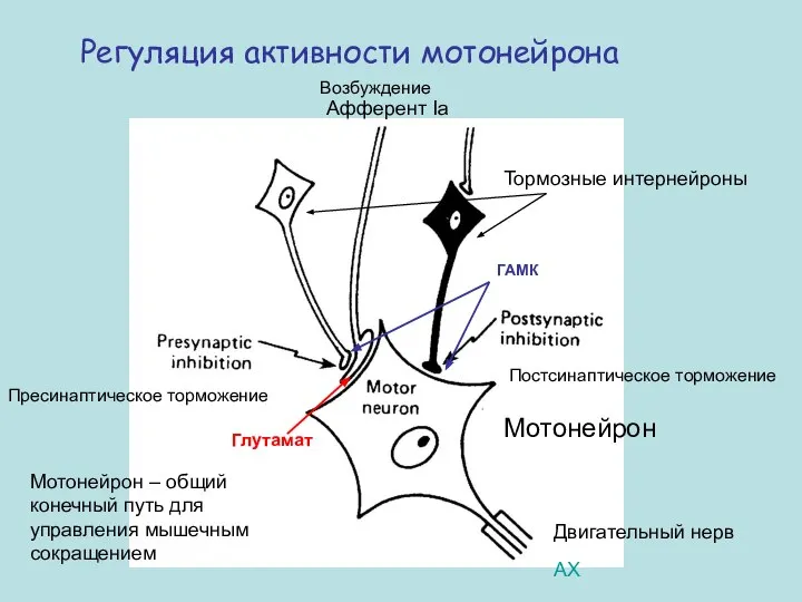 Регуляция активности мотонейрона Пресинаптическое торможение Постсинаптическое торможение Тормозные интернейроны Афферент Ia Мотонейрон