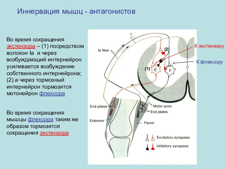 Иннервация мышц - антагонистов К экстензору К флексору Во время сокращения экстензора