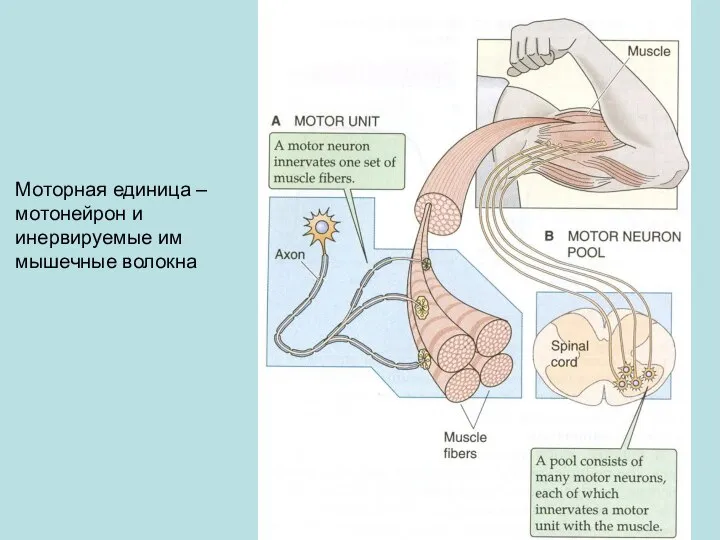 Моторная единица – мотонейрон и инервируемые им мышечные волокна