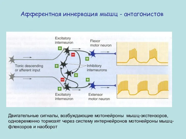 Афферентная иннервация мышц - антагонистов Двигательные сигналы, возбуждающие мотонейроны мышц-экстензоров, одновременно тормозят