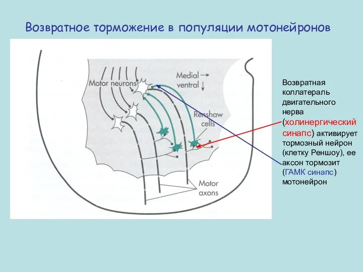 Возвратное торможение в популяции мотонейронов Возвратная коллатераль двигательного нерва (холинергический синапс) активирует