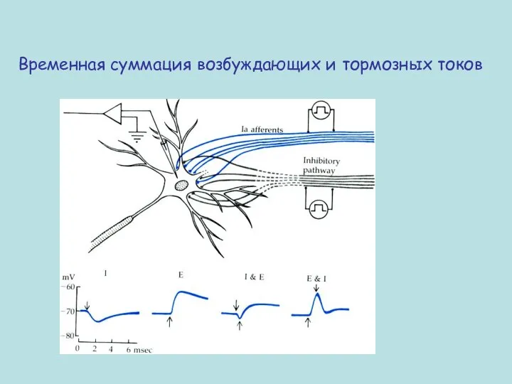 Временная суммация возбуждающих и тормозных токов