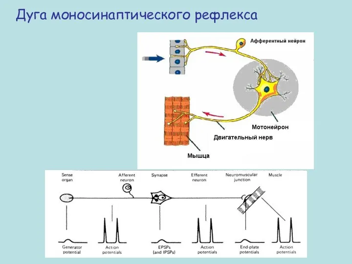 Дуга моносинаптического рефлекса