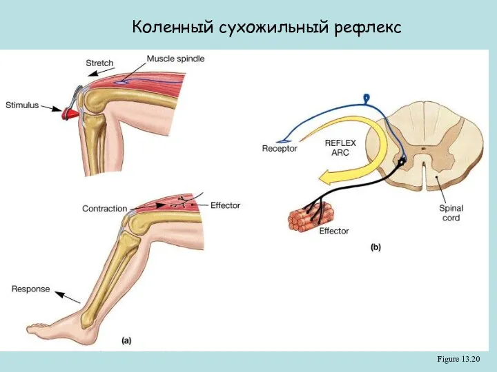 Figure 13.20 Коленный сухожильный рефлекс