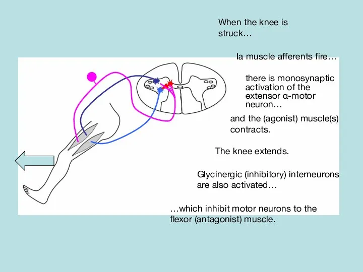 …which inhibit motor neurons to the flexor (antagonist) muscle. When the knee