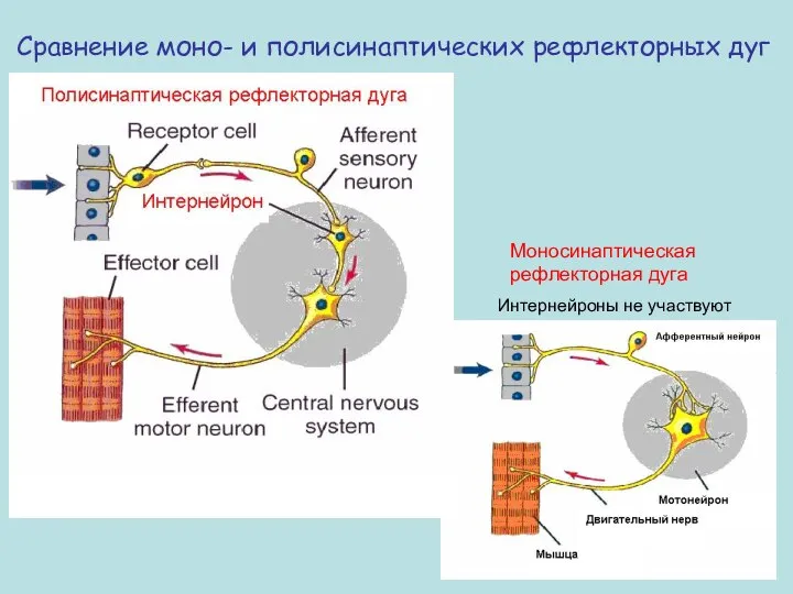 Сравнение моно- и полисинаптических рефлекторных дуг Моносинаптическая рефлекторная дуга Интернейроны не участвуют