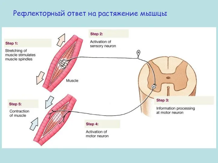 Рефлекторный ответ на растяжение мышцы