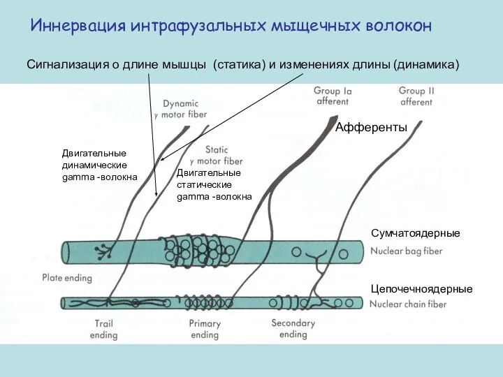 Иннервация интрафузальных мыщечных волокон Двигательные динамические gamma -волокна Афференты Сигнализация о длине