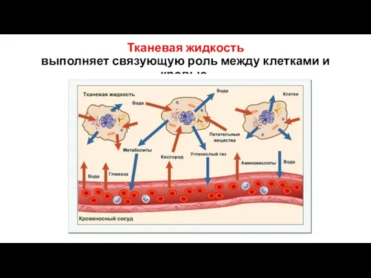 Тканевая жидкость выполняет связующую роль между клетками и кровью.