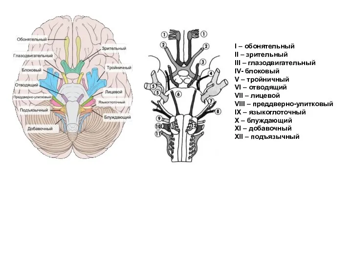 I – обонятельный II – зрительный III – глазодвигательный IV- блоковый V
