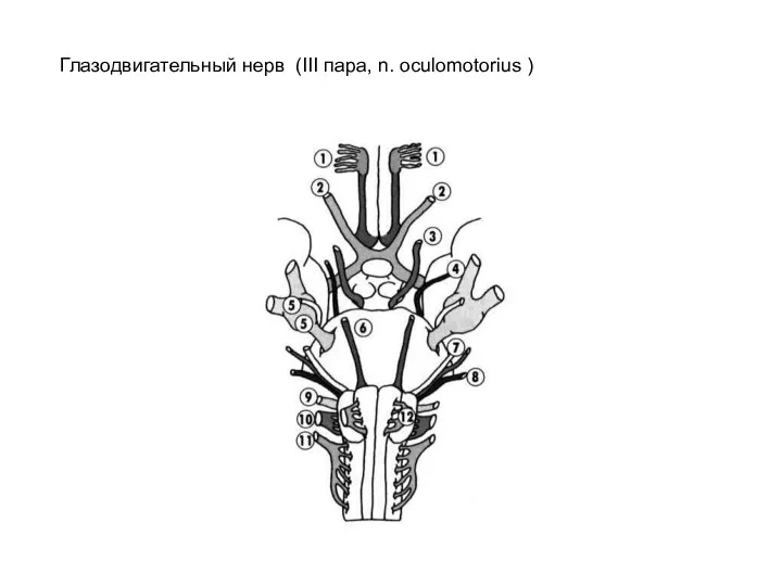 Глазодвигательный нерв (III пара, n. oculomotorius )