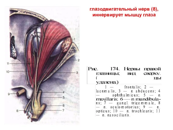 глазодвигательный нерв (8), иннервирует мышцу глаза