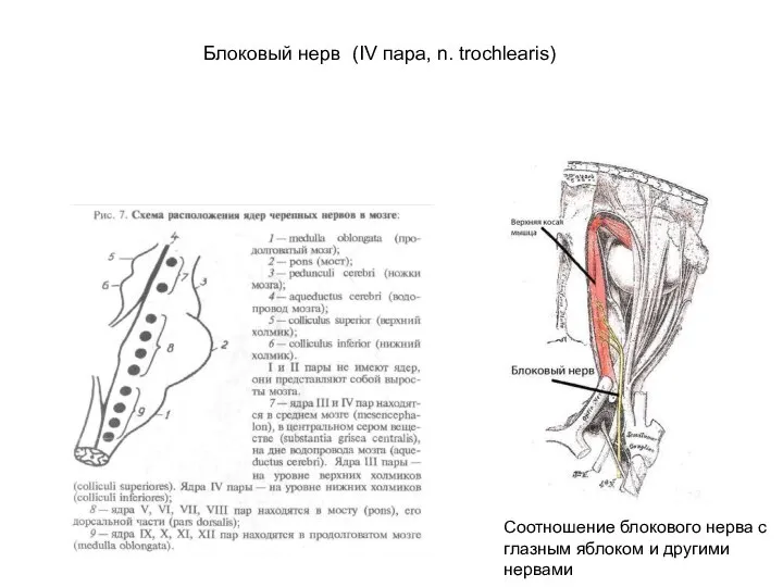 Блоковый нерв (IV пара, n. trochlearis) Соотношение блокового нерва с глазным яблоком и другими нервами