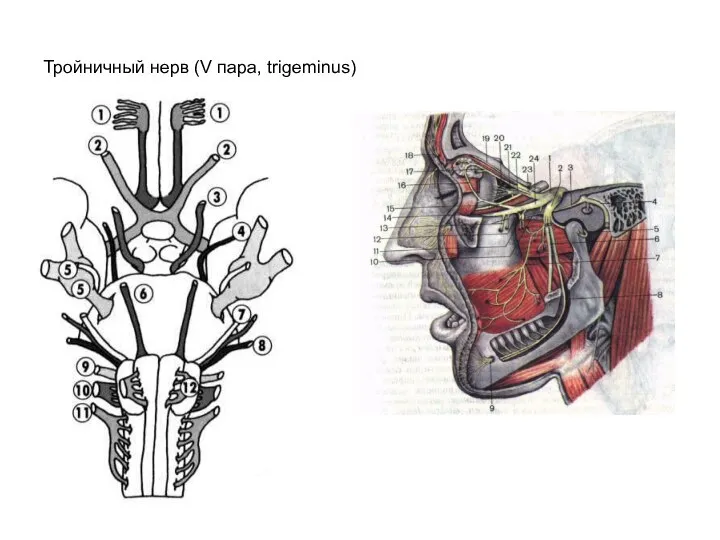 Тройничный нерв (V пара, trigeminus)