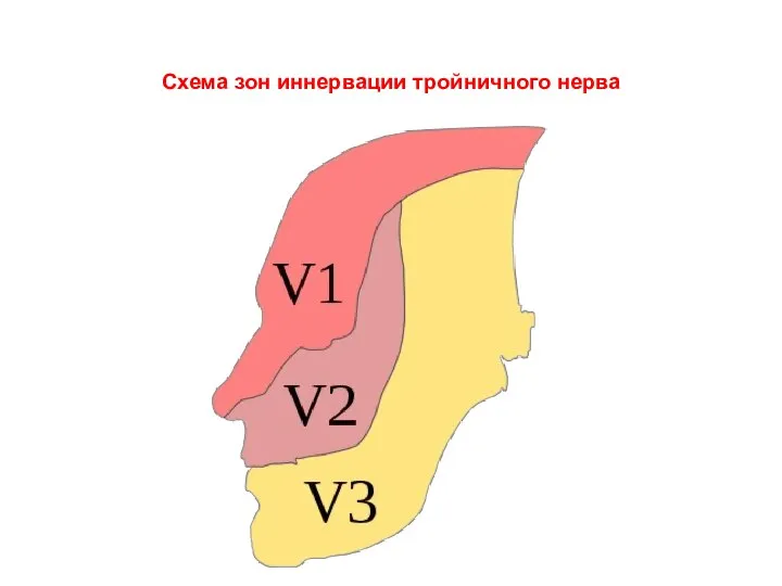 Схема зон иннервации тройничного нерва