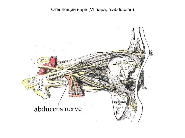 Отводящий нерв (VI пара, n.abducens)