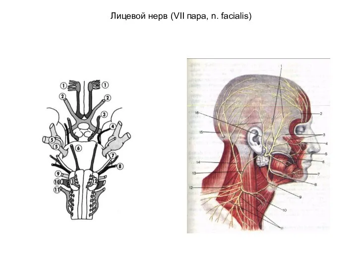 Лицевой нерв (VII пара, n. facialis)