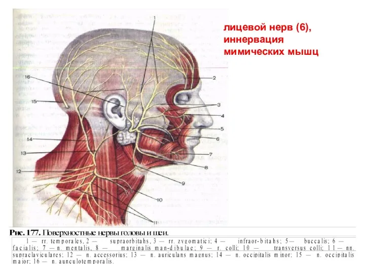 лицевой нерв (6), иннервация мимических мышц