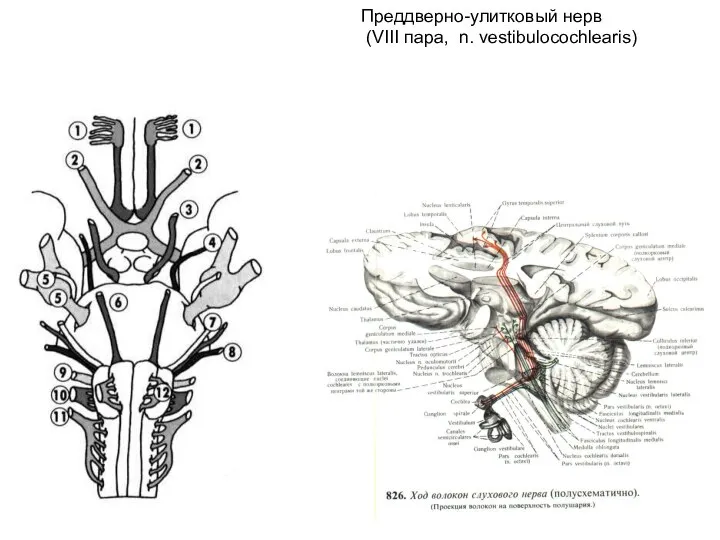 Преддверно-улитковый нерв (VIII пара, n. vestibulocochlearis)