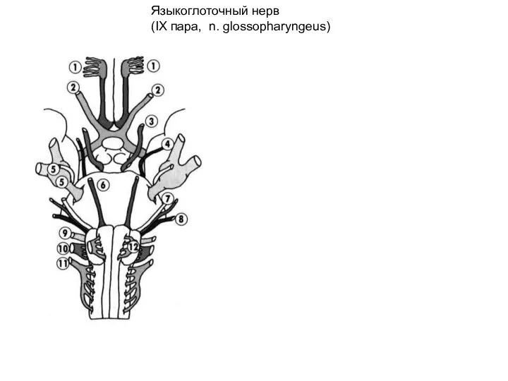 Языкоглоточный нерв (IX пара, n. glossopharyngeus)